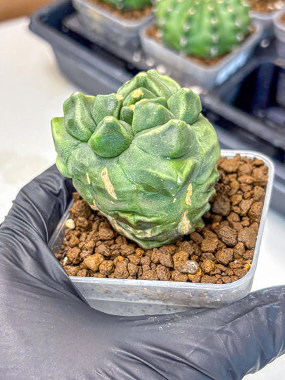 Gymnocalycium Montrose (gy11) (16) | Collectable Plant