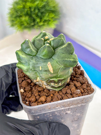 Gymnocalycium Montrose (gy11) (16) | Collectable Plant