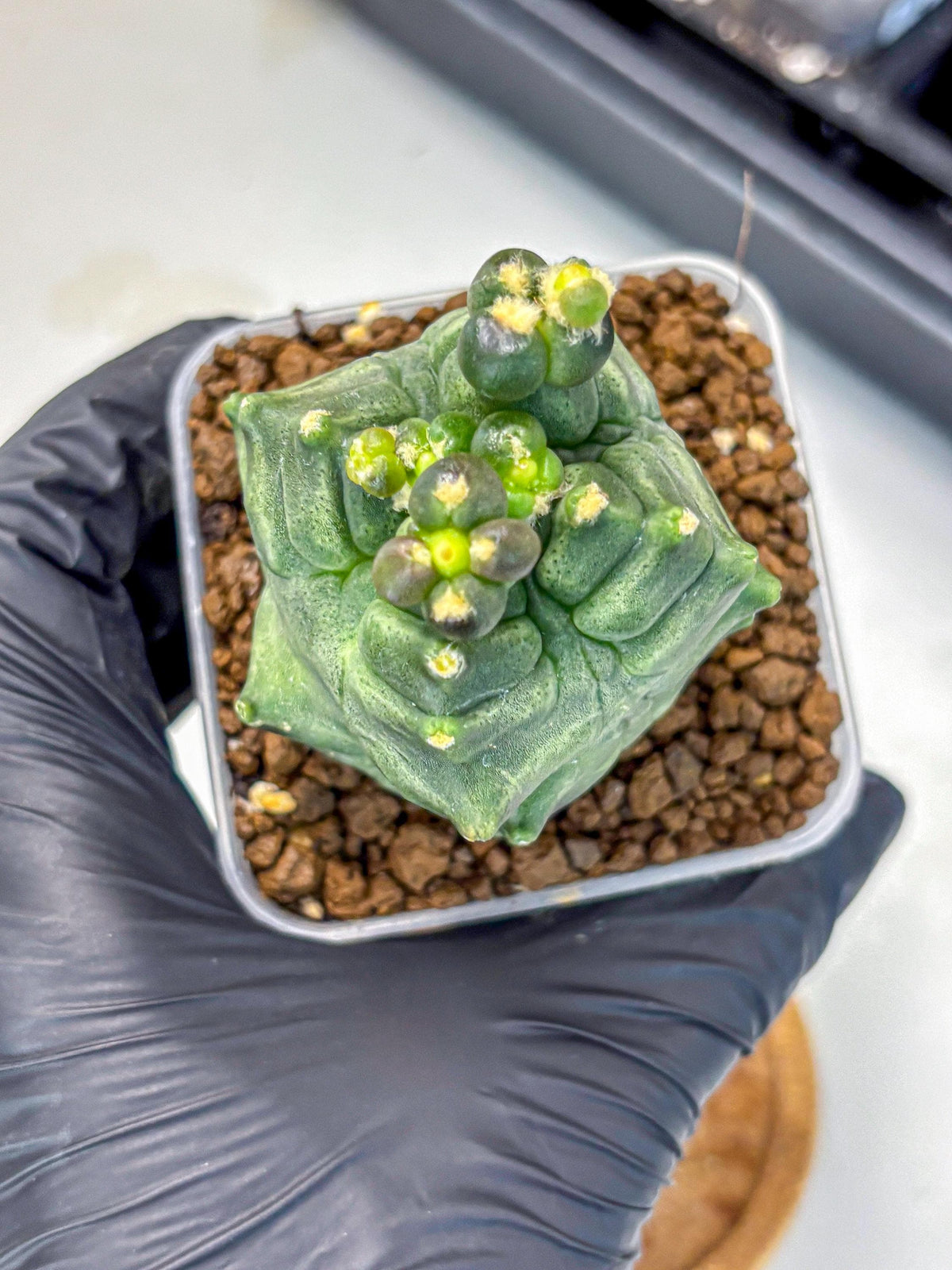 Gymnocalycium Montrose (gy11) (17) | Collectable Plant