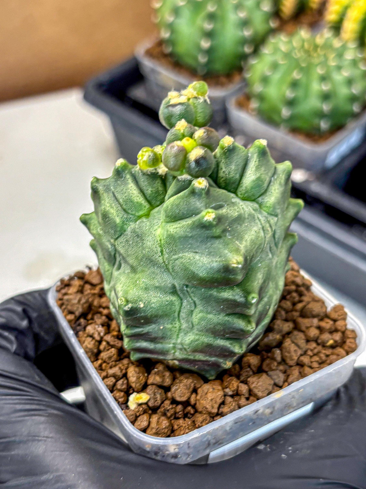 Gymnocalycium Montrose (gy11) (17) | Collectable Plant