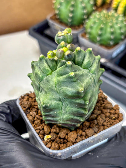 Gymnocalycium Montrose (gy11) (17) | Collectable Plant