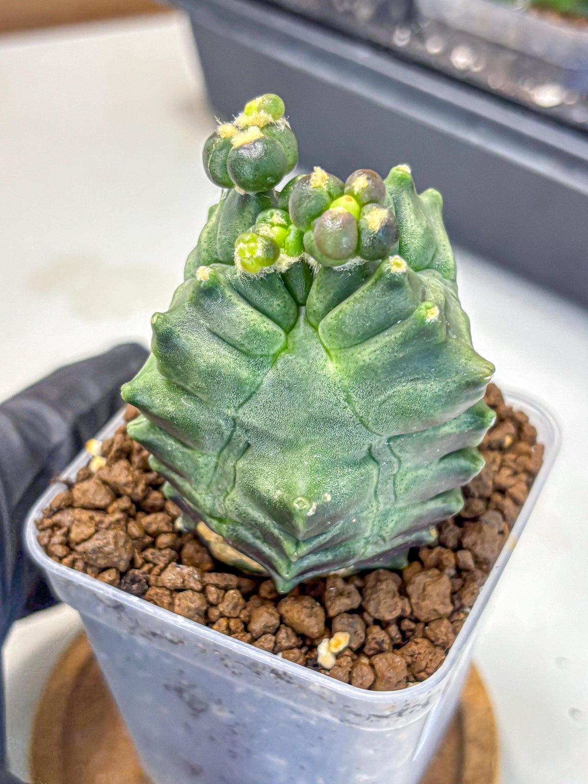 Gymnocalycium Montrose (gy11) (17) | Collectable Plant