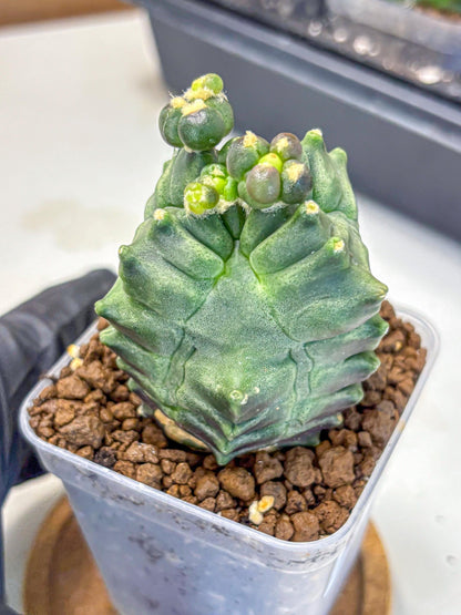 Gymnocalycium Montrose (gy11) (17) | Collectable Plant