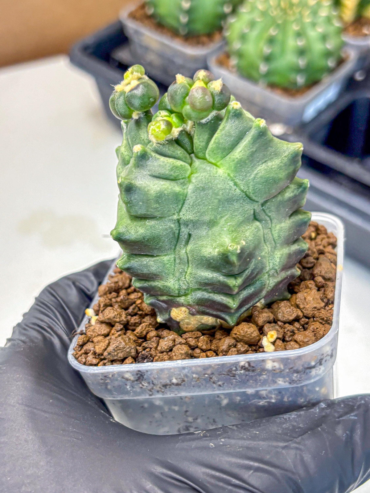 Gymnocalycium Montrose (gy11) (17) | Collectable Plant