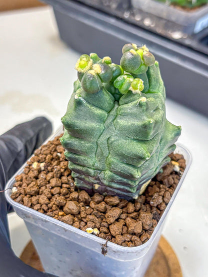 Gymnocalycium Montrose (gy11) (17) | Collectable Plant