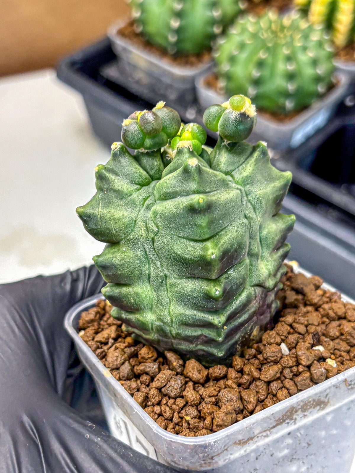 Gymnocalycium Montrose (gy11) (17) | Collectable Plant
