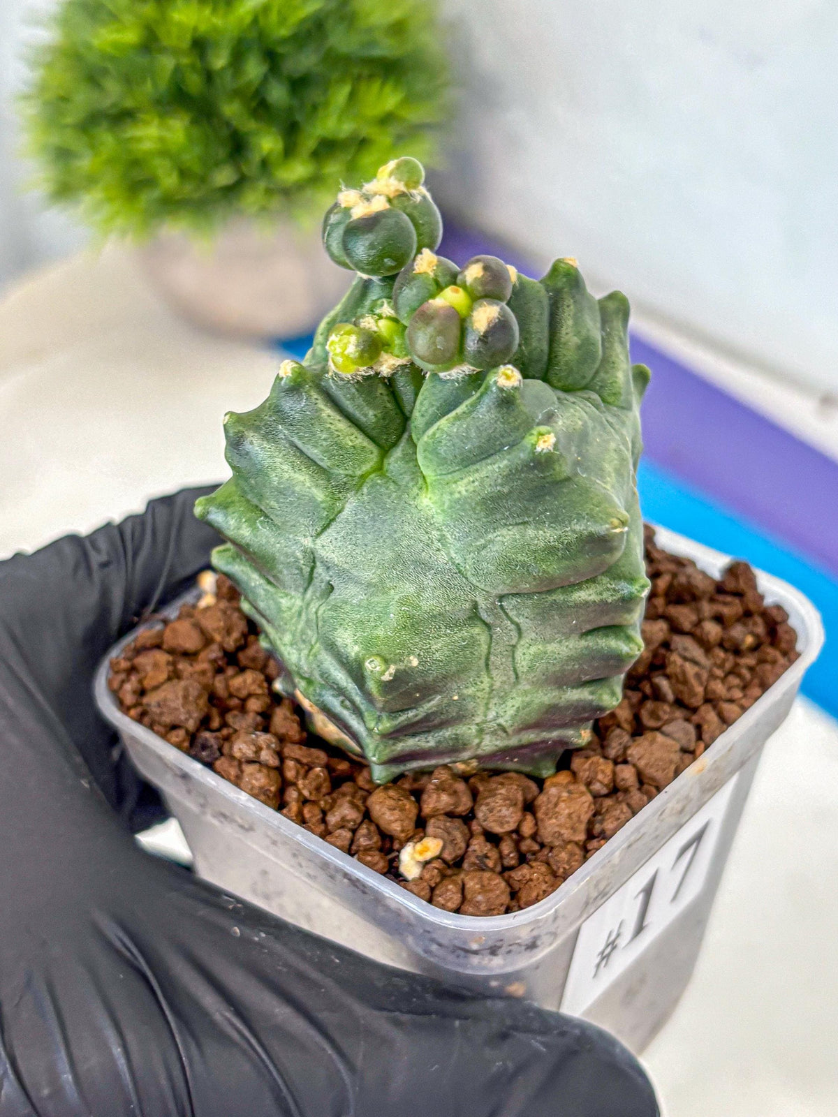 Gymnocalycium Montrose (gy11) (17) | Collectable Plant