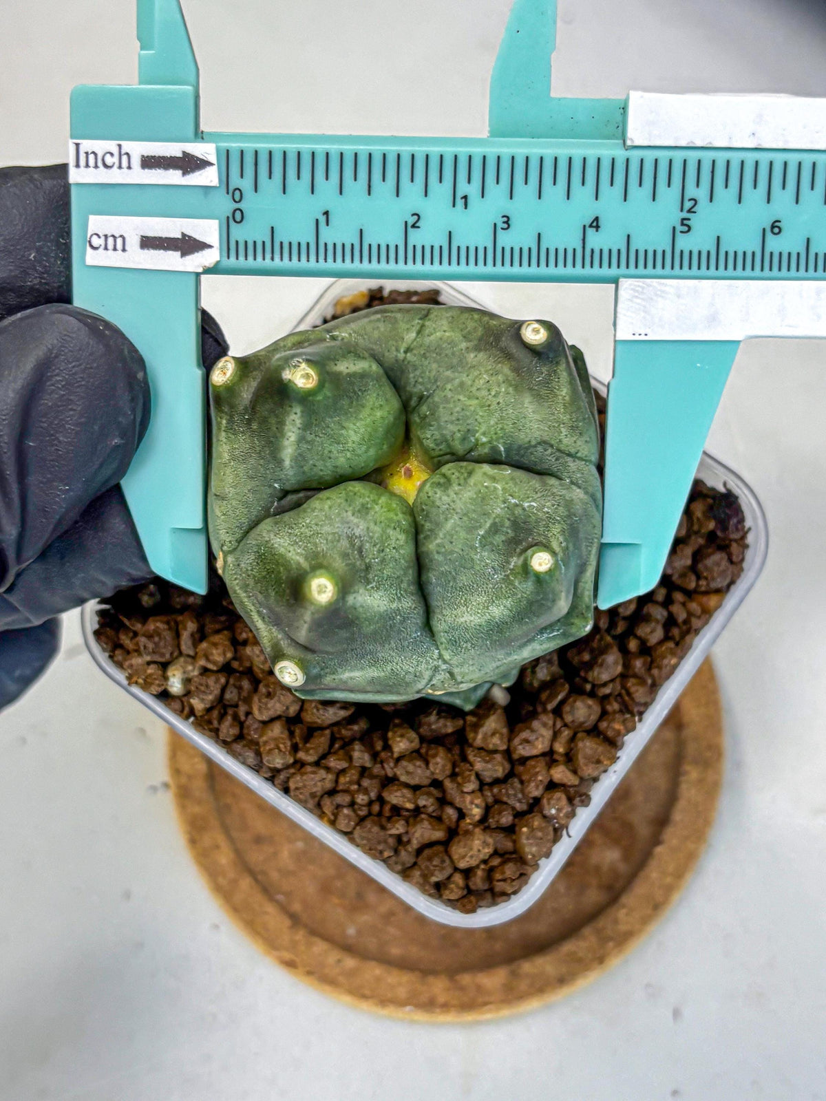 Gymnocalycium Montrose (gy11) (18) | Collectable Plant