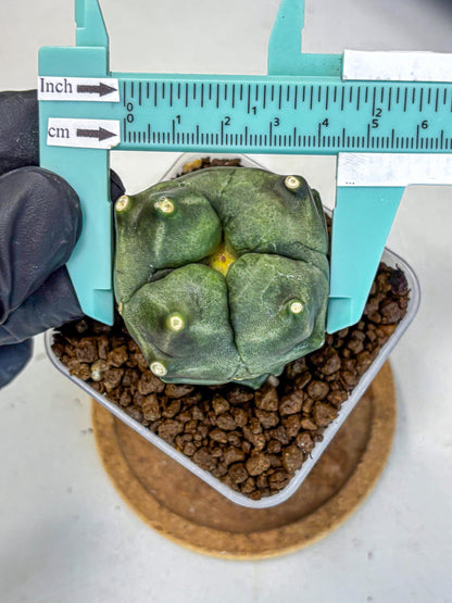 Gymnocalycium Montrose (gy11) (18) | Collectable Plant