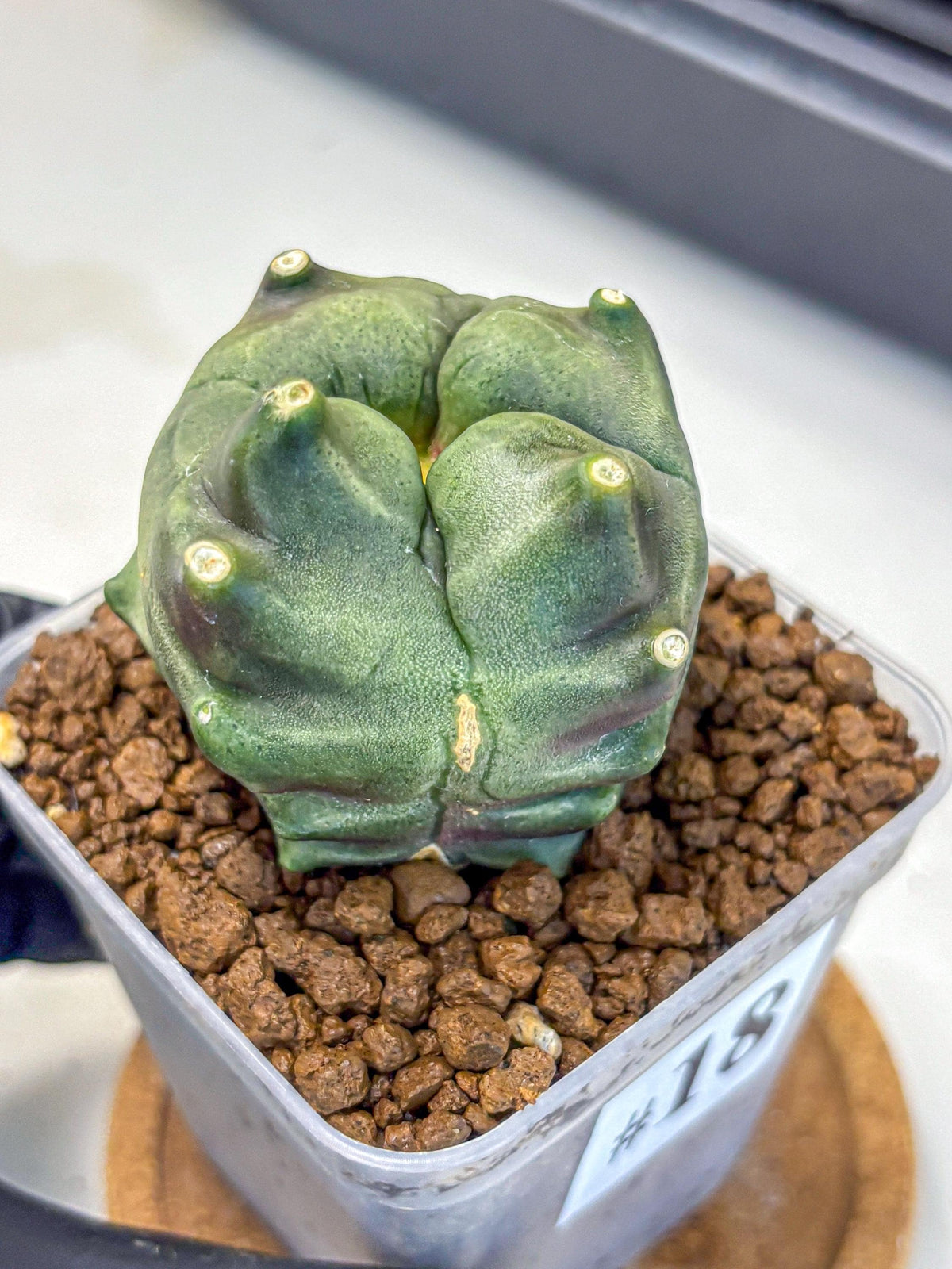 Gymnocalycium Montrose (gy11) (18) | Collectable Plant