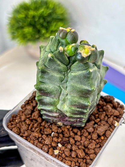 Gymnocalycium Montrose (gy11) (17) | Collectable Plant