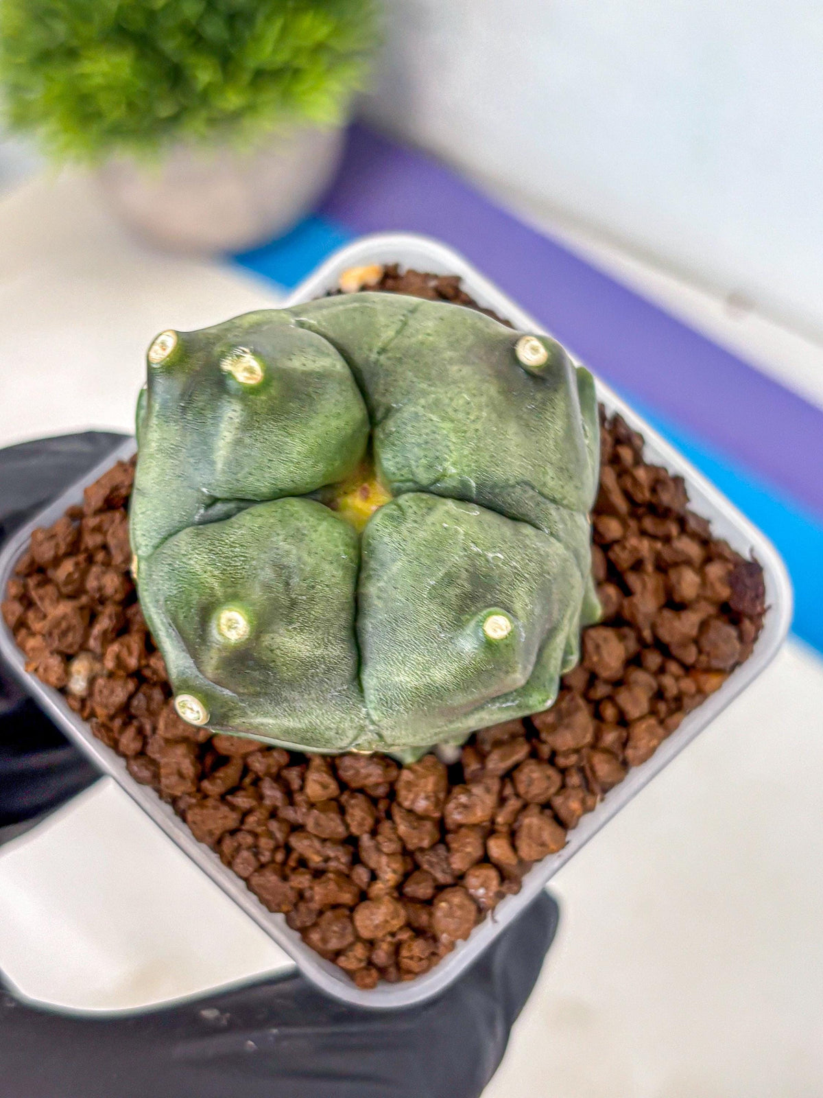 Gymnocalycium Montrose (gy11) (18) | Collectable Plant