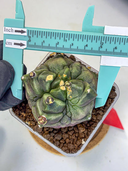 Gymnocalycium Montrose (gy11) (rr) | Collectable Plant