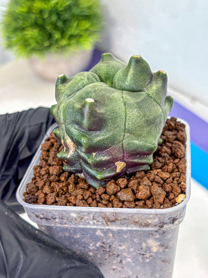 Gymnocalycium Montrose (gy11) (18) | Collectable Plant