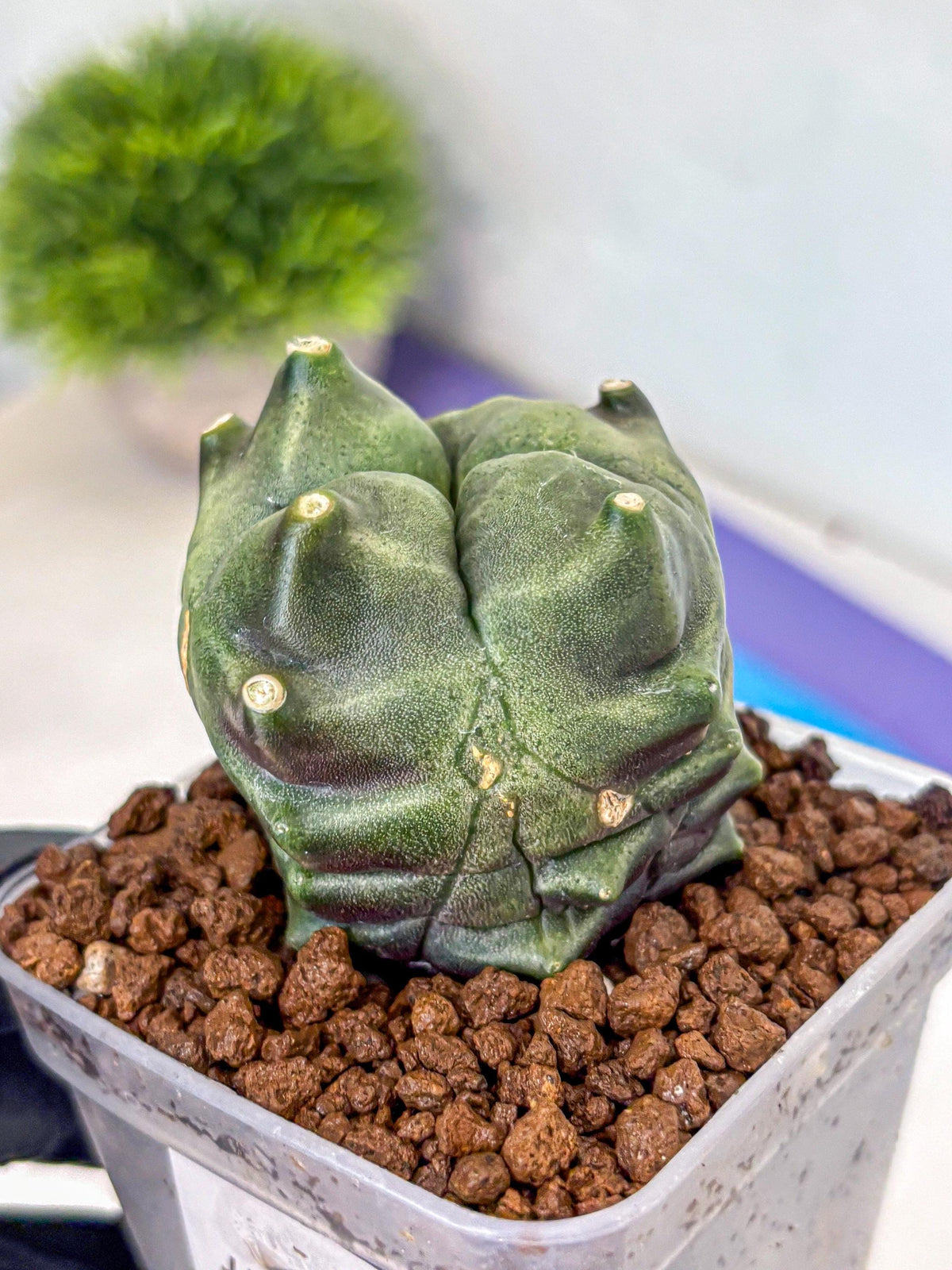 Gymnocalycium Montrose (gy11) (18) | Collectable Plant