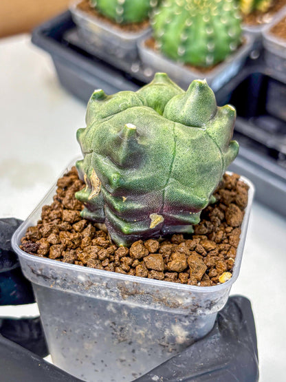 Gymnocalycium Montrose (gy11) (18) | Collectable Plant