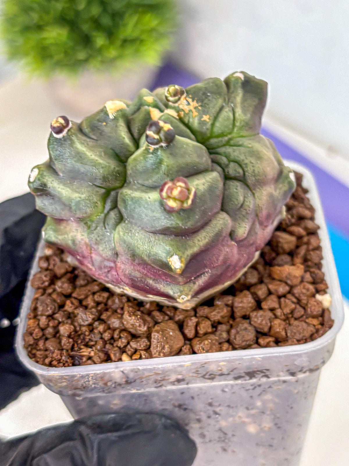 Gymnocalycium Montrose (gy11) (rr) | Collectable Plant