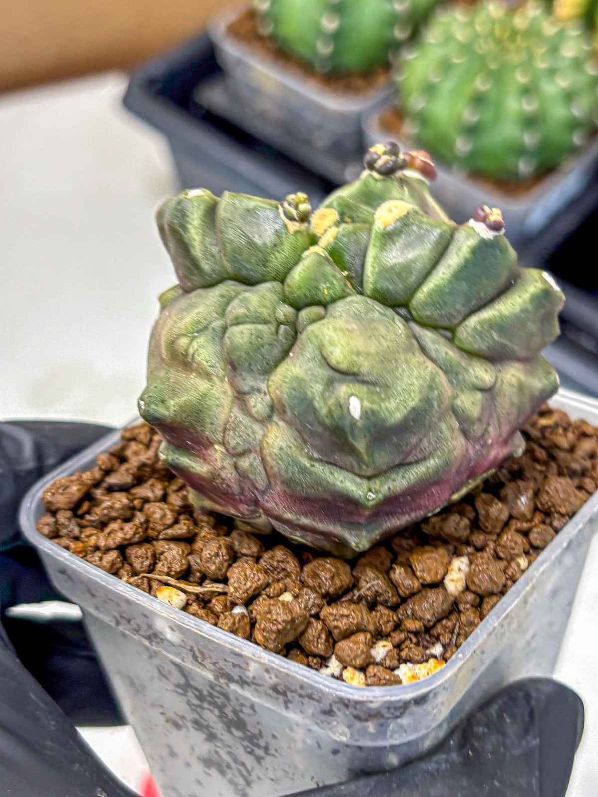 Gymnocalycium Montrose (gy11) (rr) | Collectable Plant