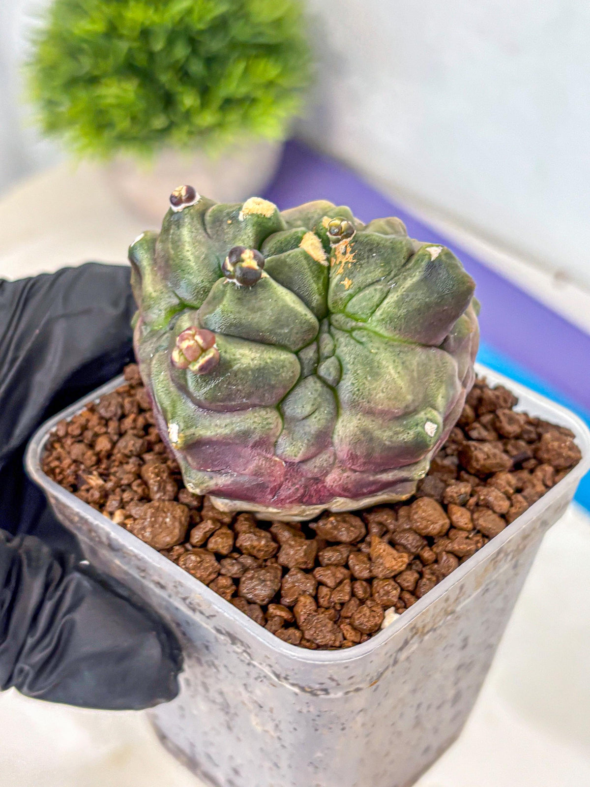 Gymnocalycium Montrose (gy11) (rr) | Collectable Plant