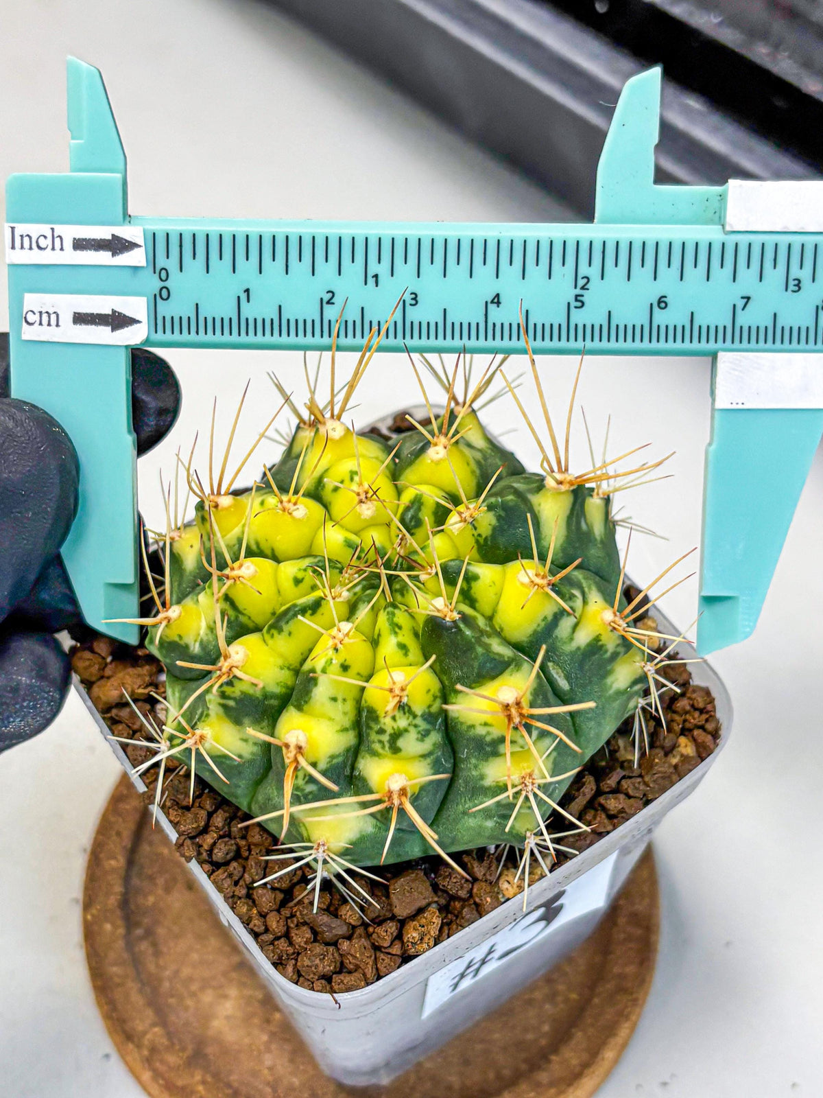 Gymnocalycium Lucky Yellow (gy19) (3) | Variegated cactus