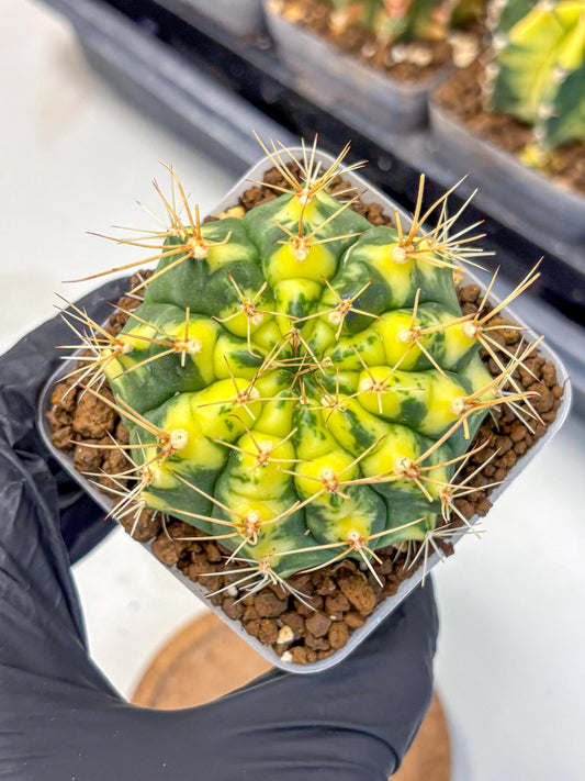 Gymnocalycium Lucky Yellow (gy19) (3) | Variegated cactus
