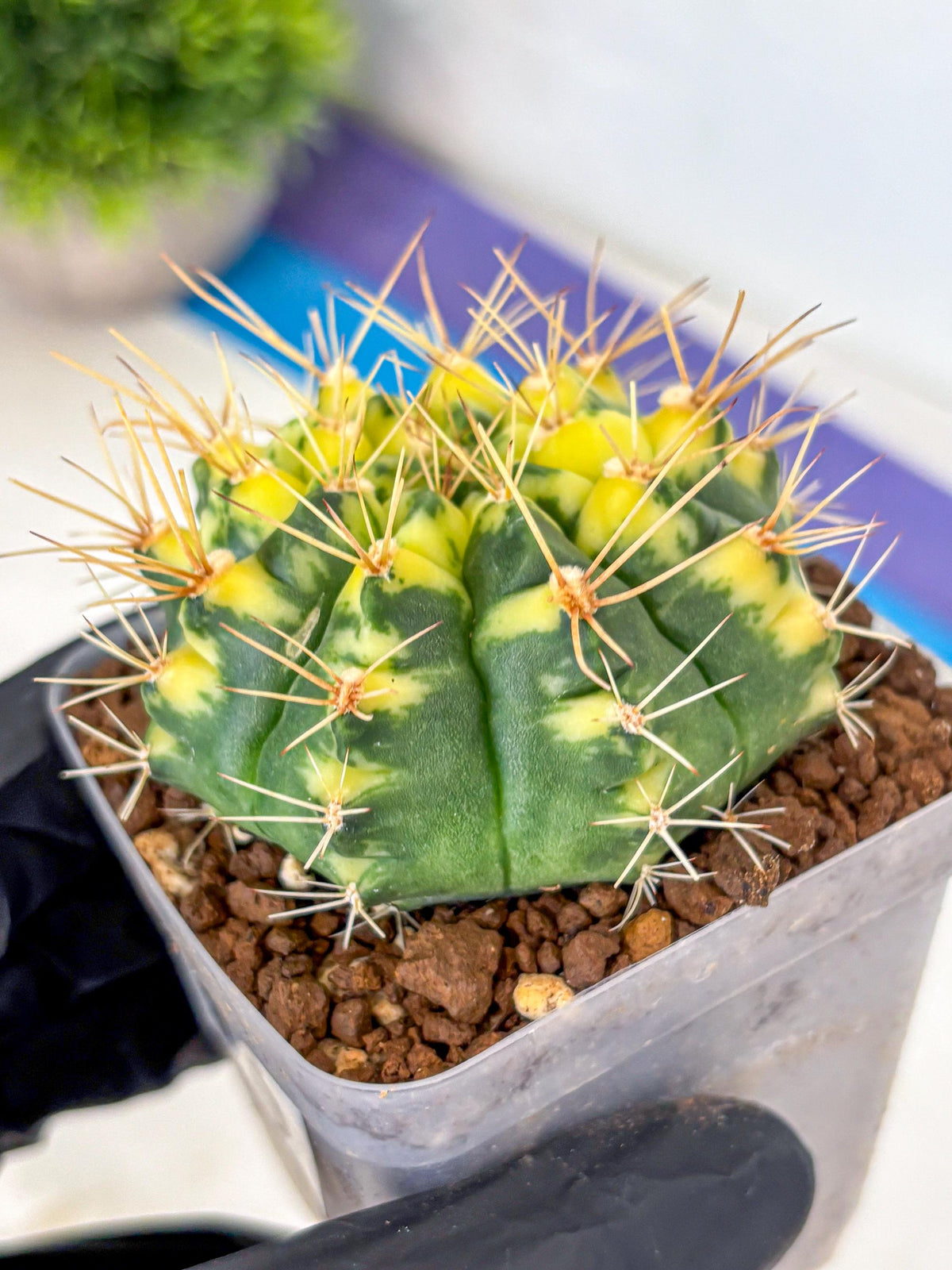 Gymnocalycium Lucky Yellow (gy19) (3) | Variegated cactus