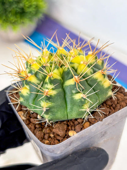 Gymnocalycium Lucky Yellow (gy19) (3) | Variegated cactus