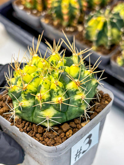 Gymnocalycium Lucky Yellow (gy19) (3) | Variegated cactus