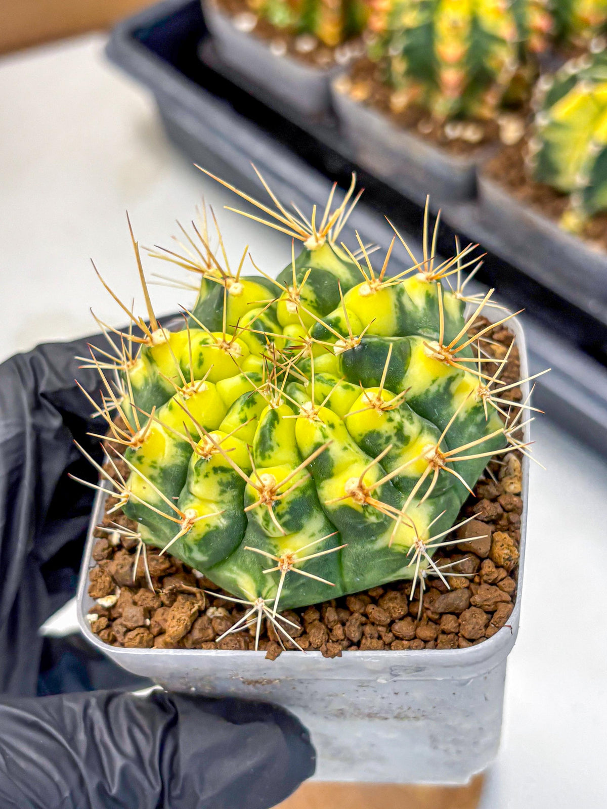 Gymnocalycium Lucky Yellow (gy19) (3) | Variegated cactus