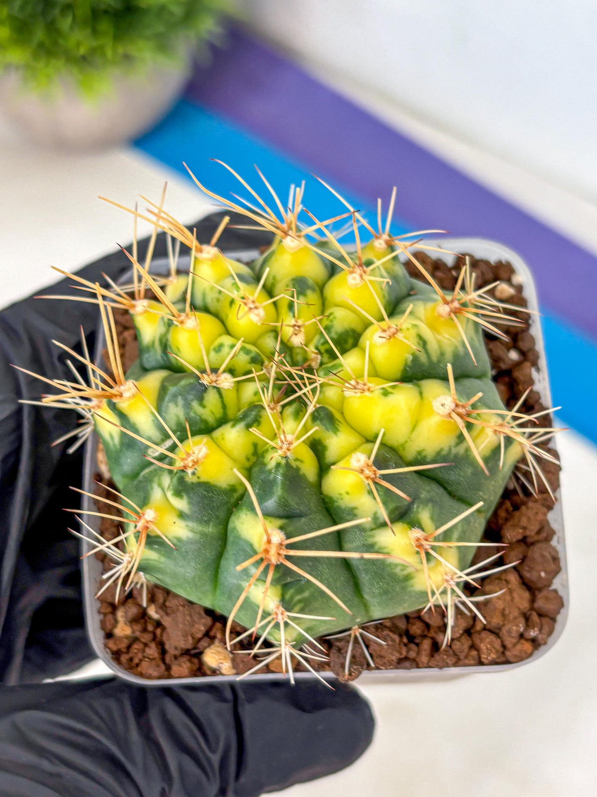 Gymnocalycium Lucky Yellow (gy19) (3) | Variegated cactus