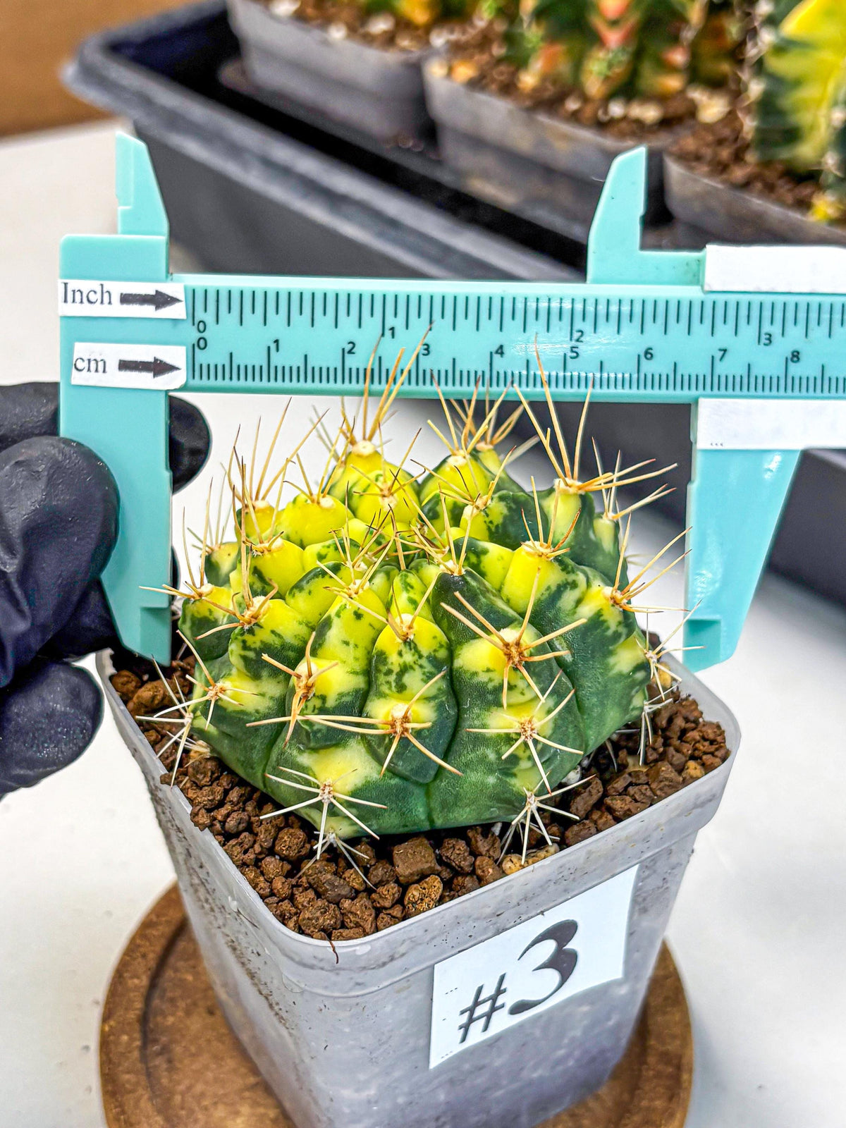 Gymnocalycium Lucky Yellow (gy19) (3) | Variegated cactus