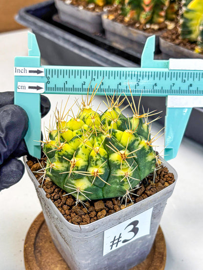 Gymnocalycium Lucky Yellow (gy19) (3) | Variegated cactus