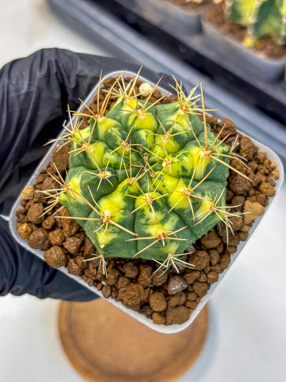 Gymnocalycium Lucky Yellow (gy8) (4) | Variegated cactus