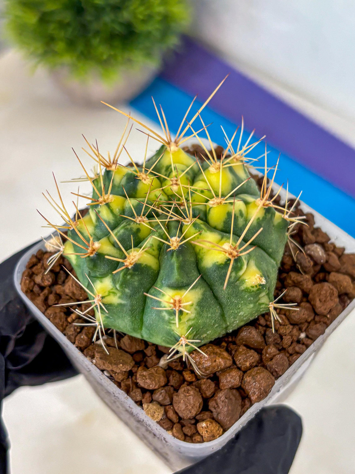 Gymnocalycium Lucky Yellow (gy8) (4) | Variegated cactus