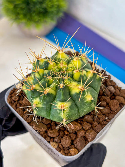 Gymnocalycium Lucky Yellow (gy8) (4) | Variegated cactus