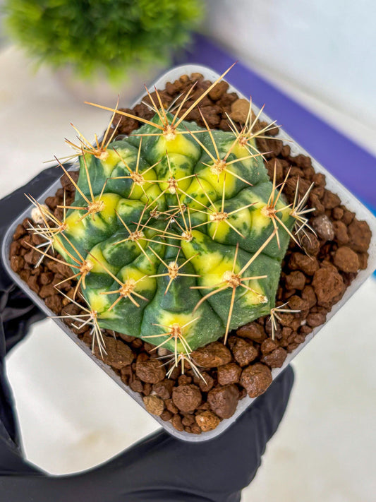 Gymnocalycium Lucky Yellow (gy8) (4) | Variegated cactus