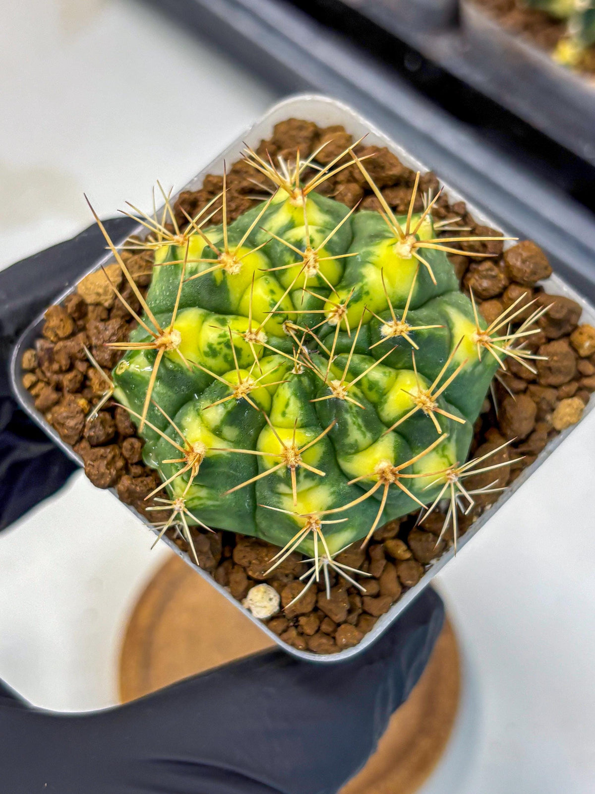 Gymnocalycium Lucky Yellow (gy8) (4) | Variegated cactus