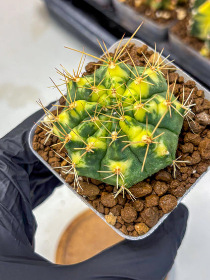 Gymnocalycium Lucky Yellow (gy8) (4) | Variegated cactus