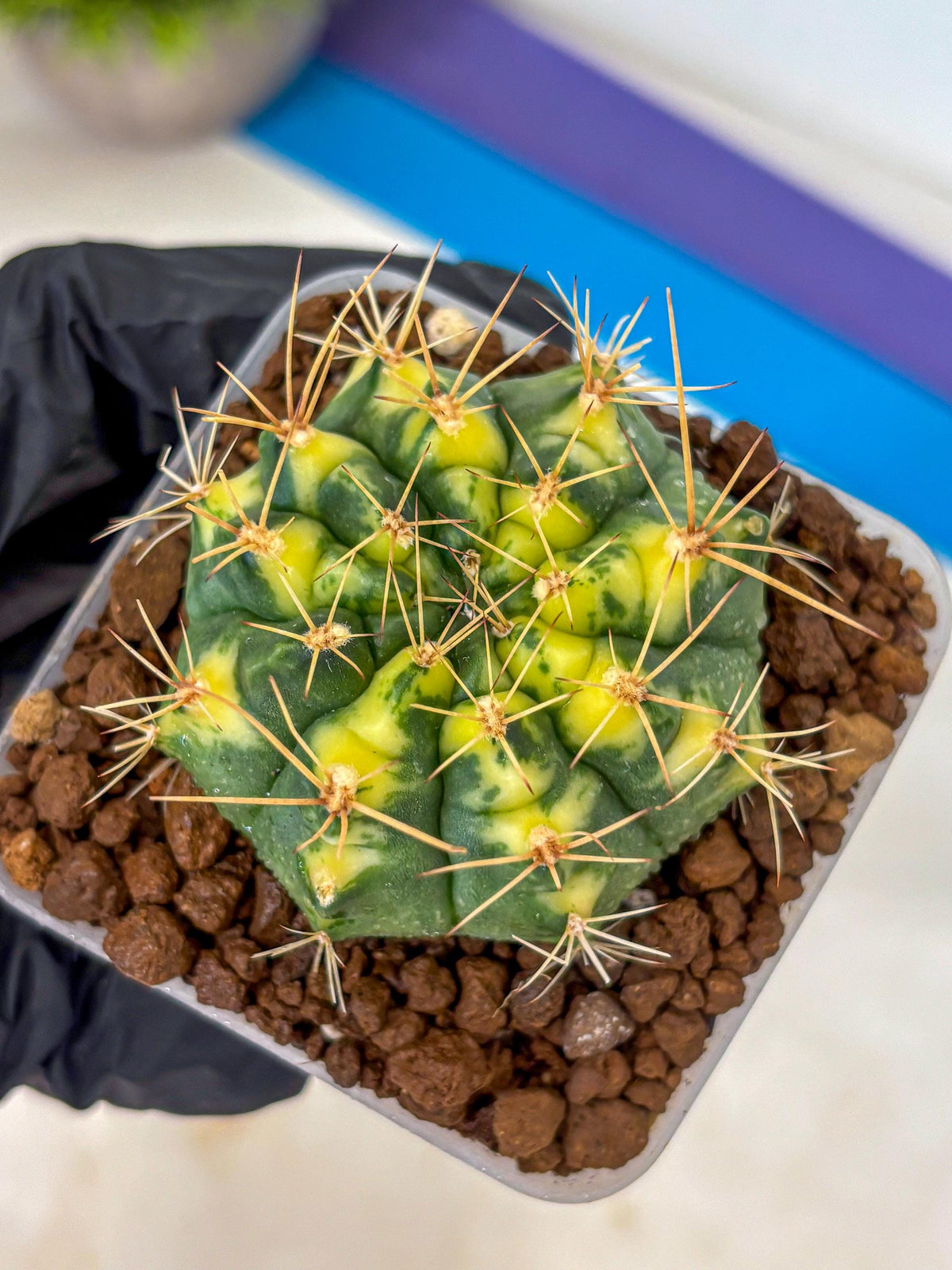 Gymnocalycium Lucky Yellow (gy8) (4) | Variegated cactus