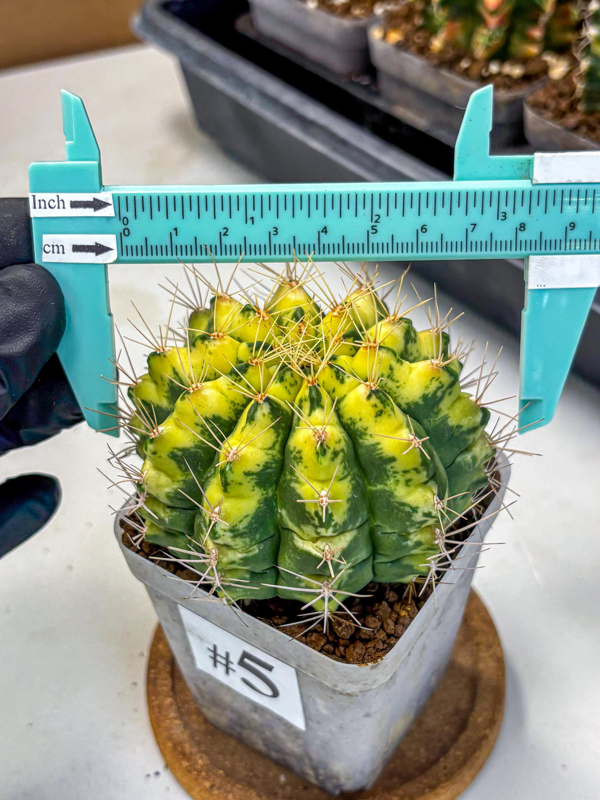 Gymnocalycium Lucky Yellow (gy8) (5) | Variegated cactus