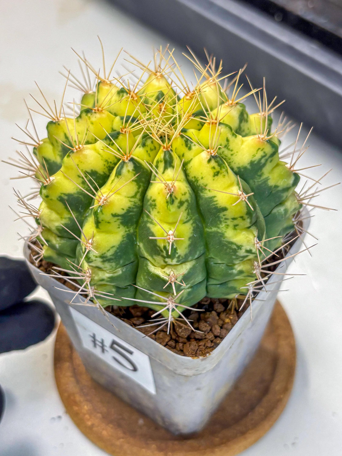 Gymnocalycium Lucky Yellow (gy8) (5) | Variegated cactus