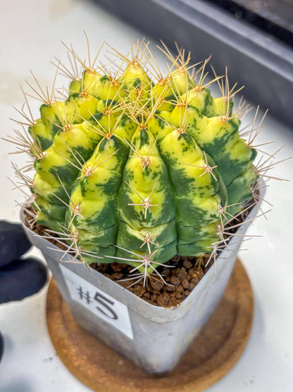 Gymnocalycium Lucky Yellow (gy8) (5) | Variegated cactus