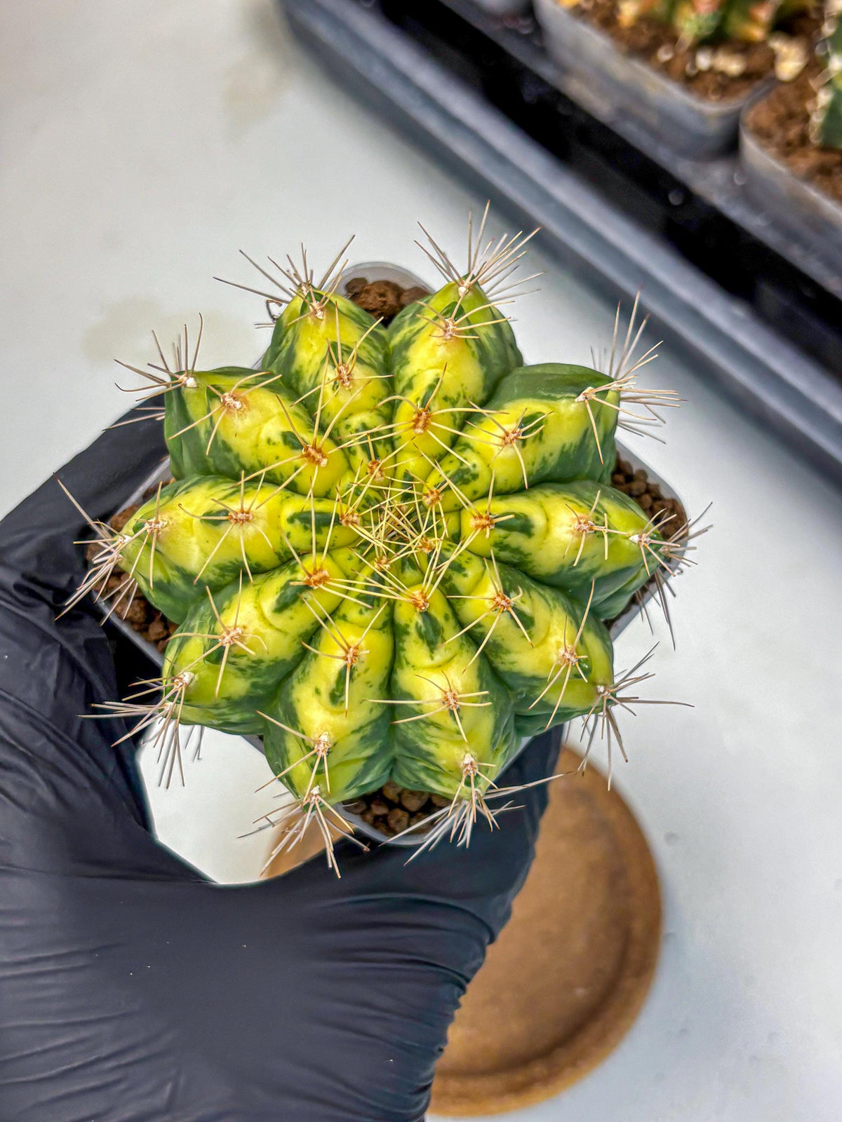 Gymnocalycium Lucky Yellow (gy8) (5) | Variegated cactus