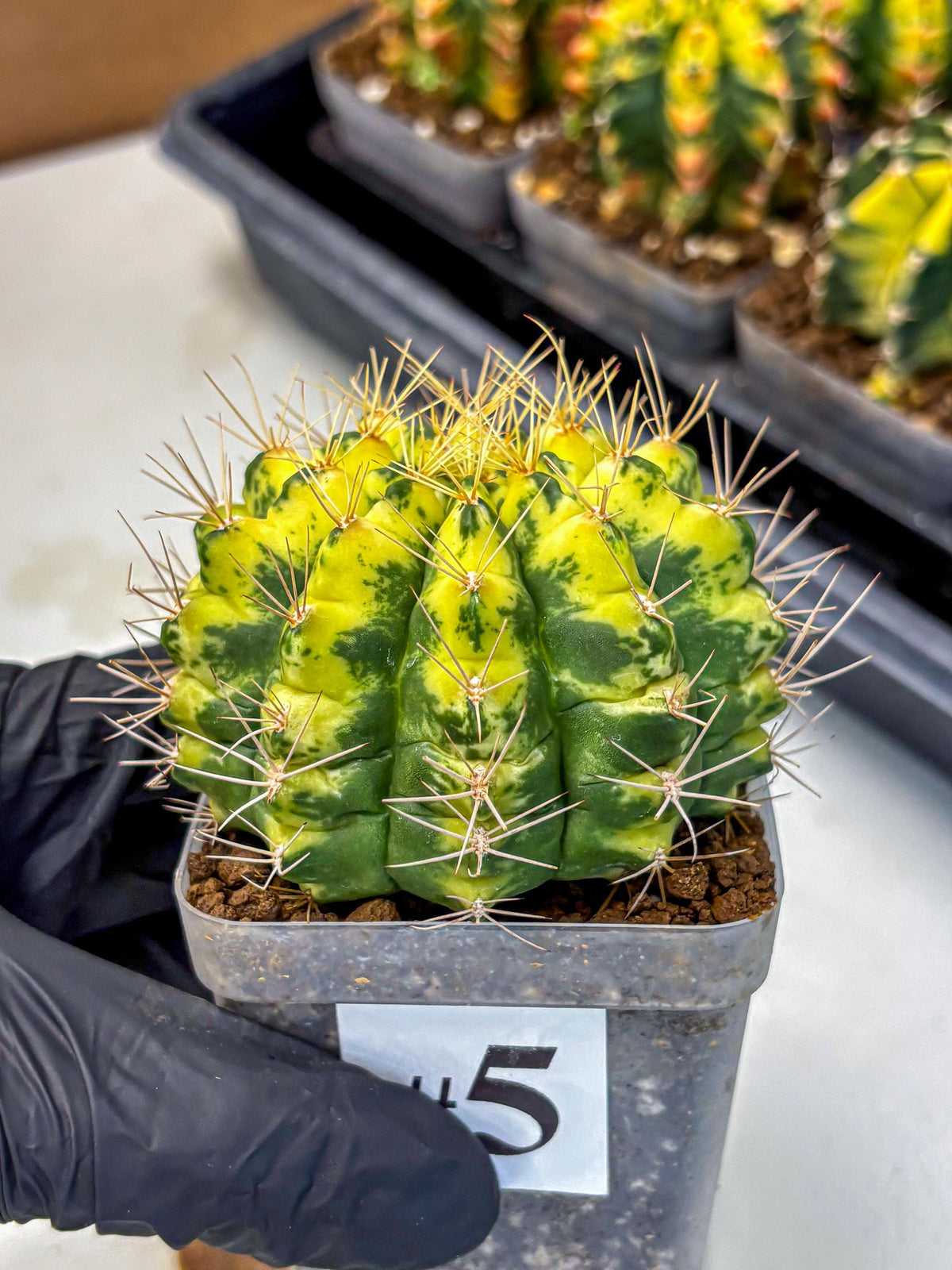 Gymnocalycium Lucky Yellow (gy8) (5) | Variegated cactus