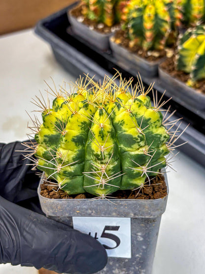 Gymnocalycium Lucky Yellow (gy8) (5) | Variegated cactus