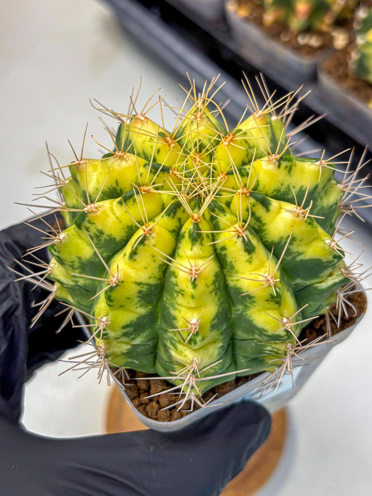 Gymnocalycium Lucky Yellow (gy8) (5) | Variegated cactus
