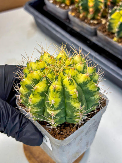 Gymnocalycium Lucky Yellow (gy8) (5) | Variegated cactus