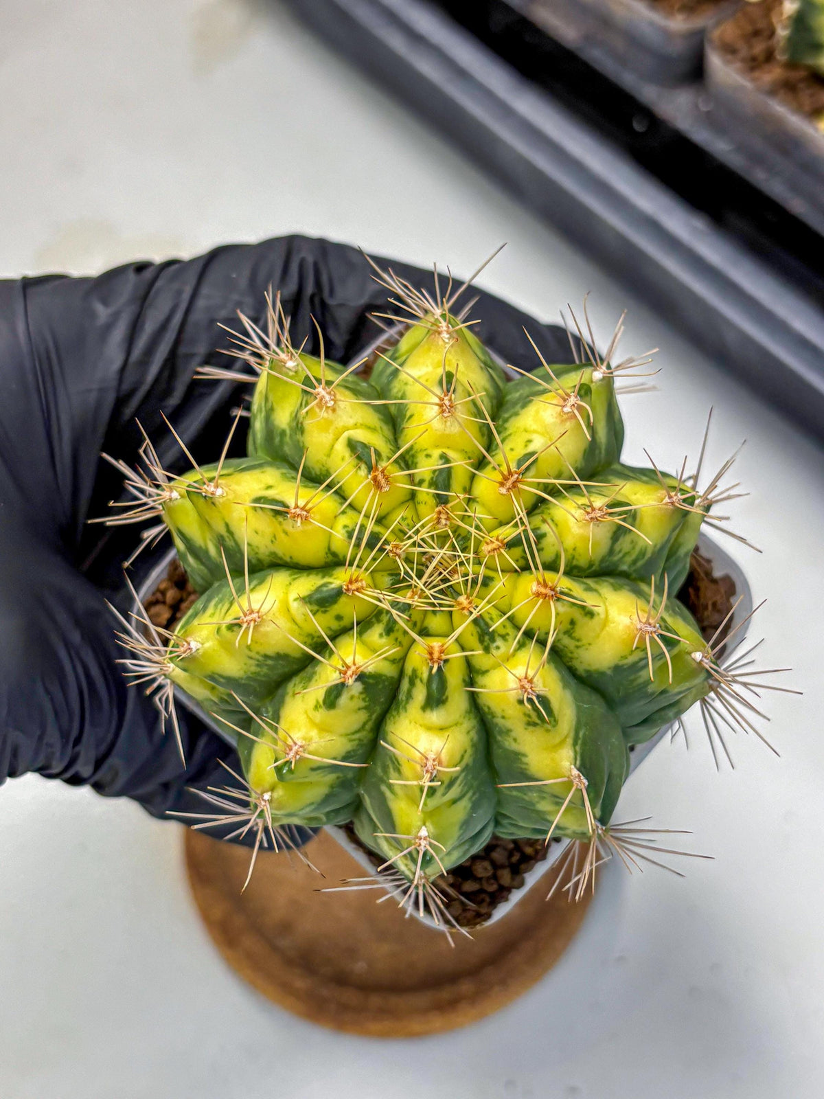 Gymnocalycium Lucky Yellow (gy8) (5) | Variegated cactus