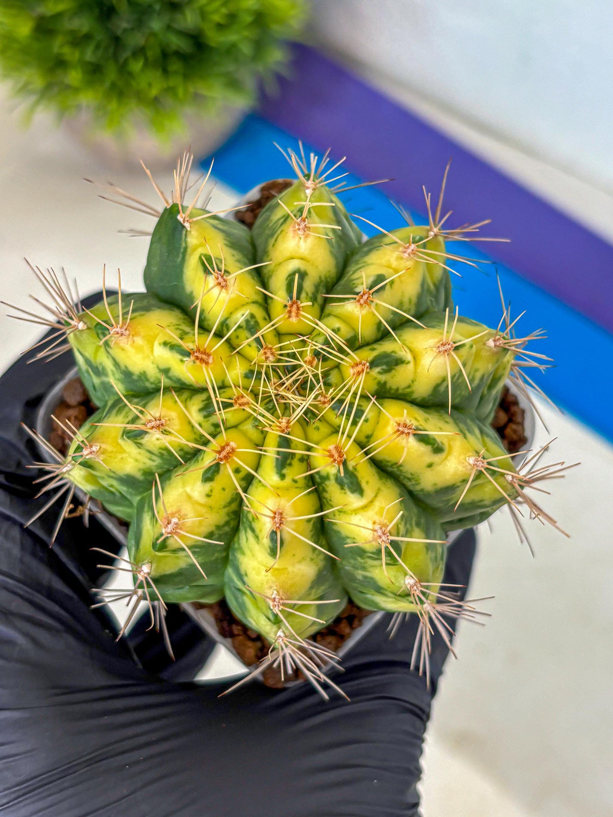 Gymnocalycium Lucky Yellow (gy8) (5) | Variegated cactus
