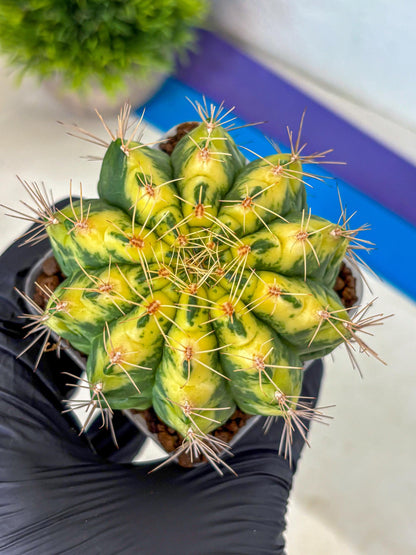 Gymnocalycium Lucky Yellow (gy8) (5) | Variegated cactus